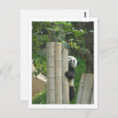 Carte Postale Escalade de panda (Devant / Derrière)