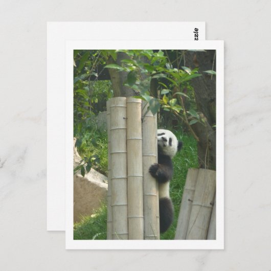 Carte Postale Escalade de panda (Devant / Derrière)