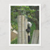 Carte Postale Escalade de panda (Devant)