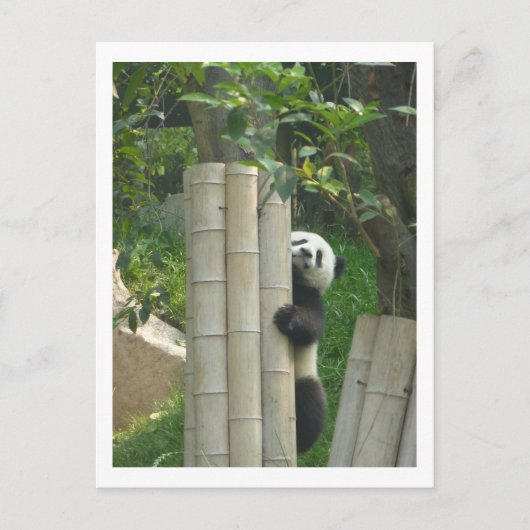 Carte Postale Escalade de panda (Devant)