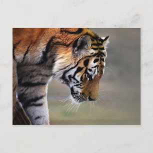 Carte Postale Escalade du tigre vers le bas