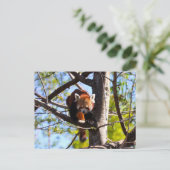 Carte Postale Escalade Red Panda en bas de l'arbre (Debout devant)