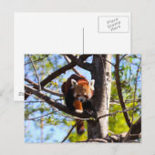 Carte Postale Escalade Red Panda en bas de l'arbre (Devant / Derrière)