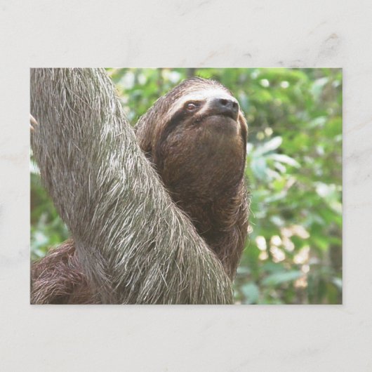 Carte Postale Escalade Sloth (Devant)