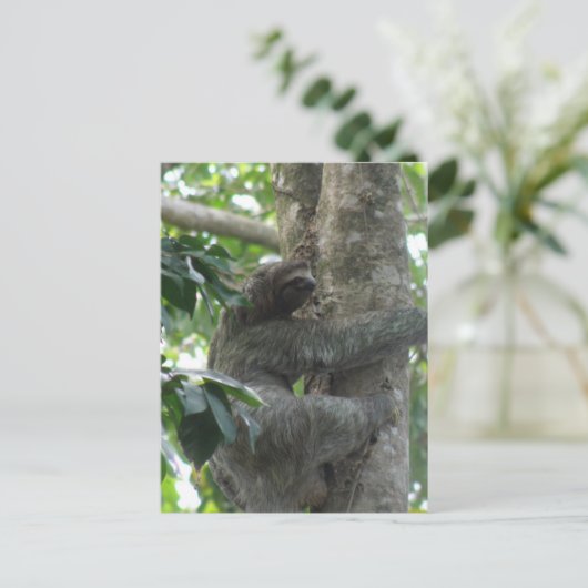 Carte postale Escalade Sloth (Debout devant)