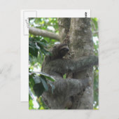 Carte postale Escalade Sloth (Devant / Derrière)