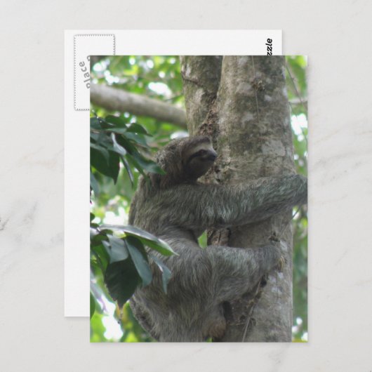 Carte postale Escalade Sloth (Devant / Derrière)