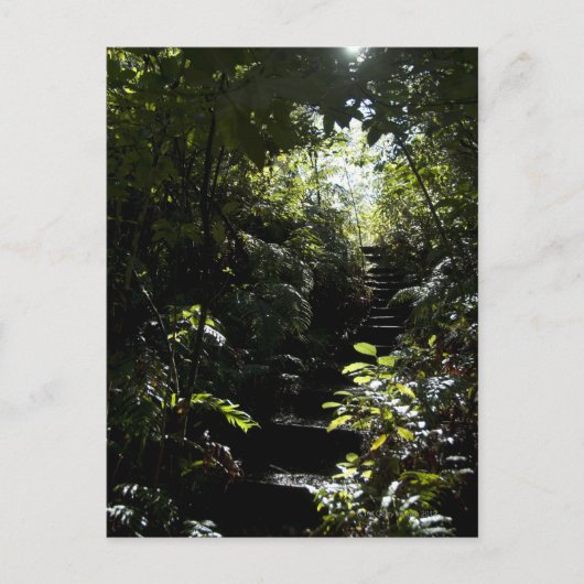Carte Postale Escalier rustique/sentier en forêt, soleil (Devant)