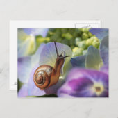Carte Postale Escargot (Devant / Derrière)