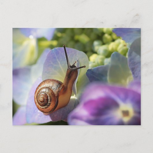 Carte Postale Escargot (Devant)