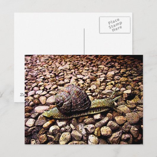 Carte Postale Escargot (Devant / Derrière)