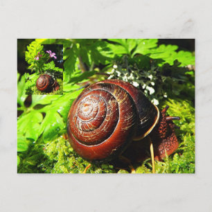 Carte Postale Escargot