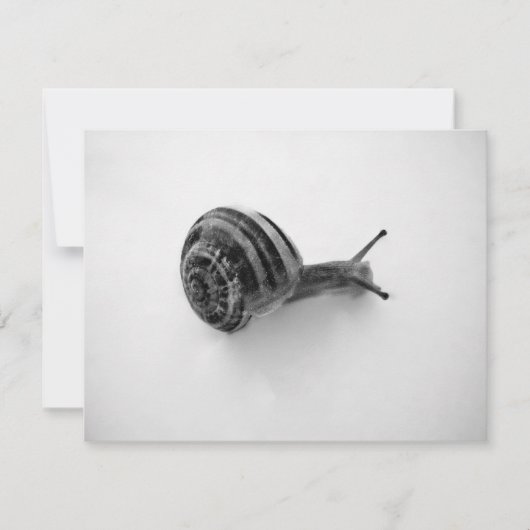 Carte postale escargot (Devant)