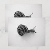 Carte postale escargot (Devant / Derrière)