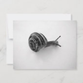 Carte postale escargot (Devant)