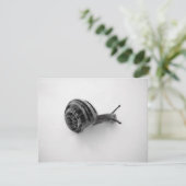 Carte postale escargot (Debout devant)