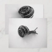 Carte postale escargot (Devant / Derrière)