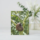 Carte Postale Escargot (Debout devant)