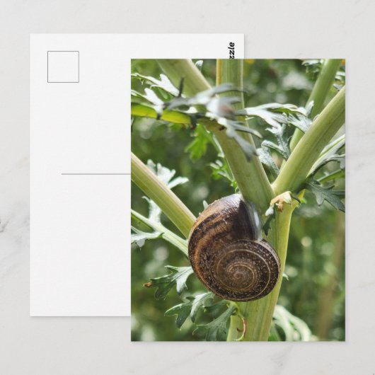 Carte Postale Escargot (Devant / Derrière)