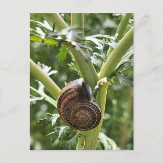 Carte Postale Escargot (Devant)