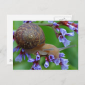Carte Postale Escargot (Devant / Derrière)