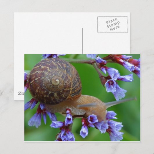 Carte Postale Escargot (Devant / Derrière)
