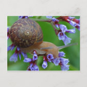 Carte Postale Escargot (Devant)