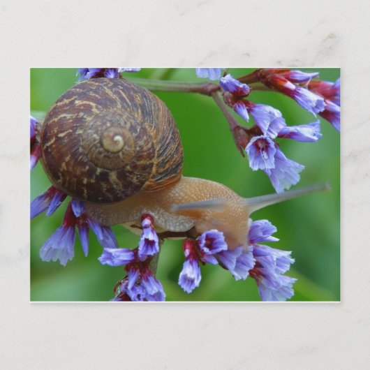 Carte Postale Escargot (Devant)