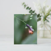 Carte Postale Escargot (Debout devant)