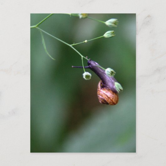 Carte Postale Escargot (Devant)