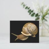Carte Postale Escargot (Debout devant)