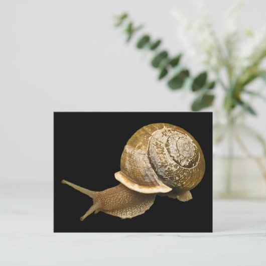 Carte Postale Escargot (Debout devant)