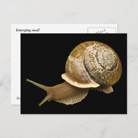 Carte Postale Escargot (Devant / Derrière)