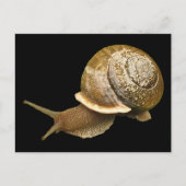 Carte Postale Escargot (Devant)