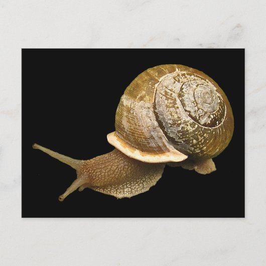 Carte Postale Escargot (Devant)