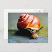 Carte Postale Escargot (Devant / Derrière)