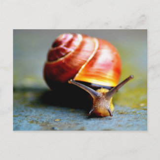 Carte Postale Escargot