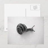 Carte Postale Escargot (Devant / Derrière)