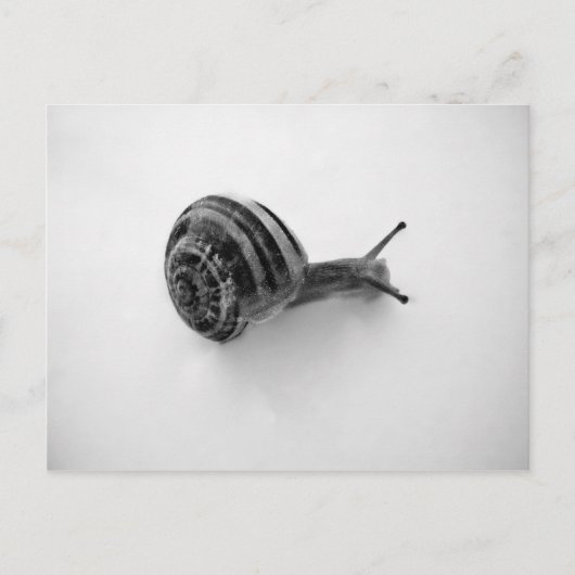 Carte Postale Escargot (Devant)