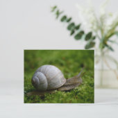 Carte Postale Escargot dans la végétation (Debout devant)