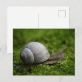 Carte Postale Escargot dans la végétation (Devant / Derrière)