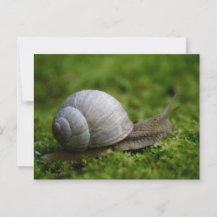 Carte Postale Escargot dans la végétation