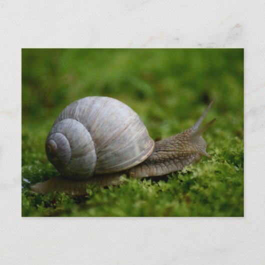 Carte Postale Escargot dans la végétation (Devant)