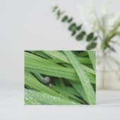 Carte Postale Escargot de jardin (Debout devant)