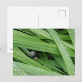 Carte Postale Escargot de jardin (Devant / Derrière)