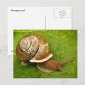 Carte Postale Escargot émergent (Devant / Derrière)