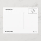 Carte Postale Escargot émergent (Dos)