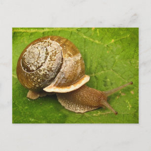 Carte Postale Escargot émergent