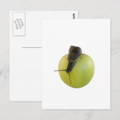 Carte Postale Escargot et pomme (Devant / Derrière)
