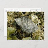 Carte Postale Escargot marin, île Unalaska (Devant / Derrière)
